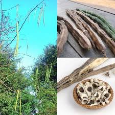 huile moringa